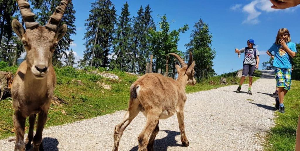 Apartment Wald - Im Skigebiet Gerlitzen & Ossiacher See Bodensdorf Zewnętrze zdjęcie